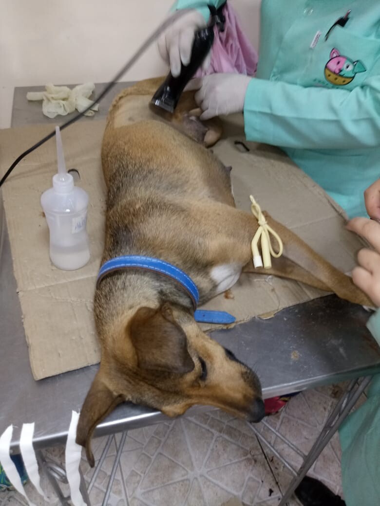 projeto-de-controle-de-caninos-ja-promoveu-castracao-de-40-femeas
