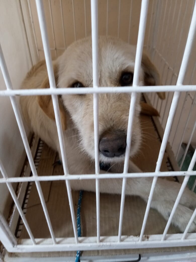 programa-de-controle-canino-chega-a-marca-de-100-castracoes